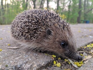Spring walk hedgehog