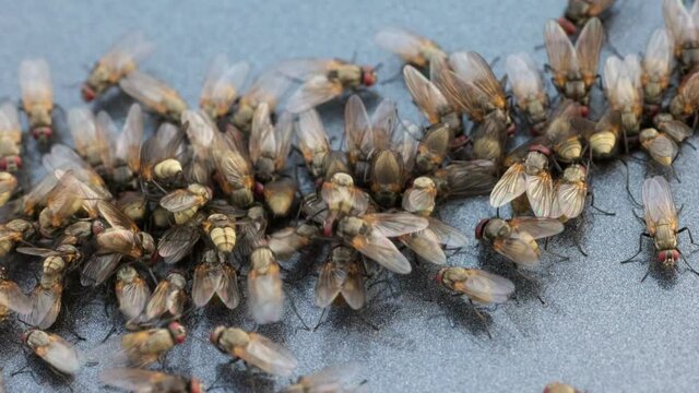 Macro shot of flock of flies. Slow motion shot lots of flies pounced on prey. Waste, garbage, infection transfer concept
