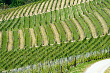 Fototapeta premium Vineyards of Langhe, Piedmont, Italy at May