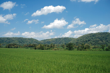 Fototapeta premium landscape with green grass and sky