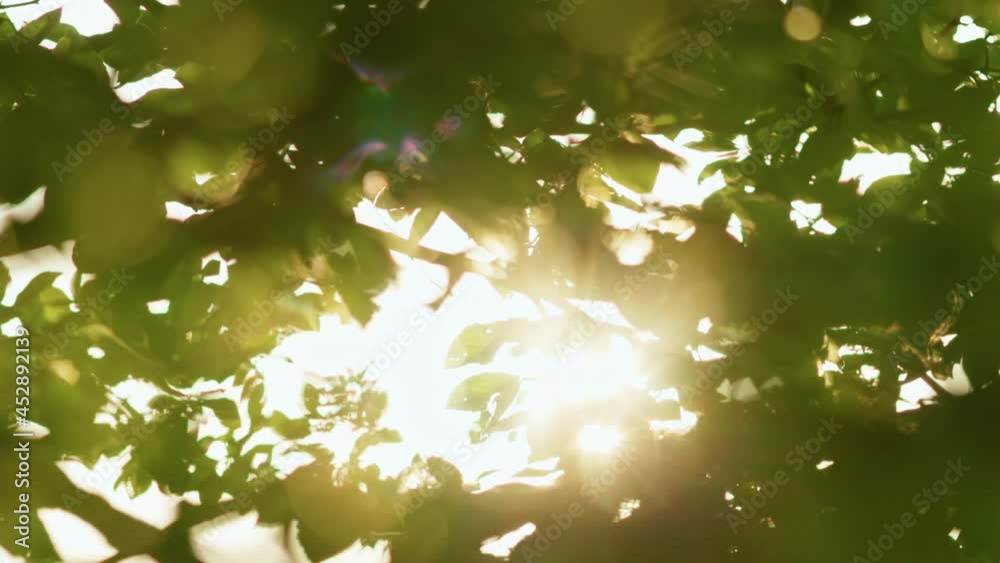Poster abstract green tree leaves background with sun breaking through. green leaves waving in wind, beauti