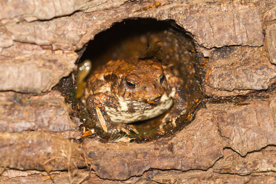 Bufo bufo, Common toad hiding inside a tree trunk.