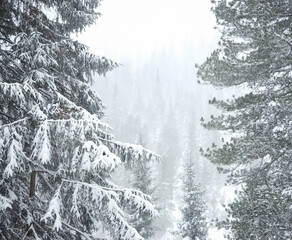 snowy pine trees in the Tatra mountains, Poland