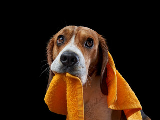 wet dog after shower. Beagle keep in a yellow towel. Pet wash, grooming