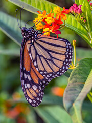 monarch butterfly,Danaus plexippus,