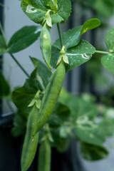 Erbsenpflanze 