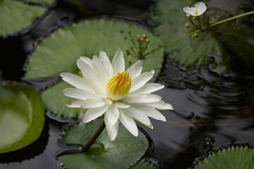 Nymphaea lotus, the white Egyptian lotus, tiger lotus, white lotus or Egyptian white water-lily, is...