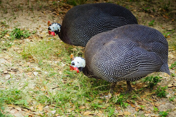 The Fascinating Behavior of Guinea Fowl Couples in Nature