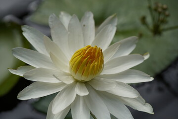 Nymphaea lotus, the white Egyptian lotus, tiger lotus, white lotus or Egyptian white water-lily, is a flowering plant of the family Nymphaeaceae.

 - obrazy, fototapety, plakaty