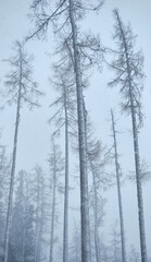 high pine trees in the cold winter, Tatry, Poland