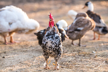 Beautiful rooster sings at dawn standing on the yard