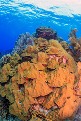 Caribbean coral garden