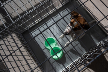Fototapeta na wymiar Sad dog Jack Russell Terrier sits in a cage and waits for food at an empty bowl. View from above