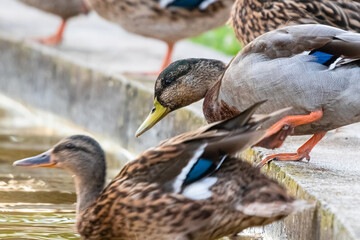 ducks in a pond, in the morning light