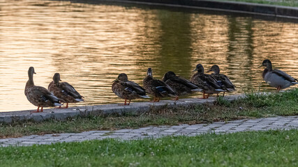 ducks in a pond, in the morning light