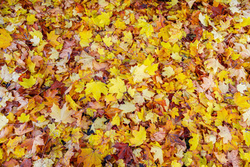 ein herbstlicher Hintergrund mit vielen bunten Ahornblättern