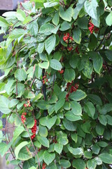 Rankflanze - Chinesischer Limonenbaum - Schisandra chinensis - Wu Wei Zi