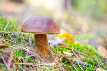 Maronen-Röhrling im Wald gefunden, umgeben von Moos und Gras