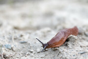 Snail in action
