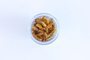 Mehlwürmer in kleinen Behältern, vor weißem Hintergrund	
