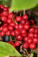 Früchte - Chinesischer Limonenbaum - Schisandra chinensis - Wu Wei Zi