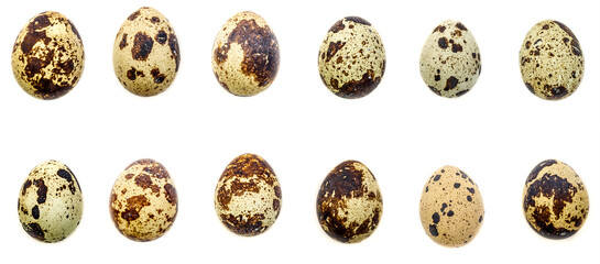 viele unterschiedliche Wachtelei vor weißem Hintergrund