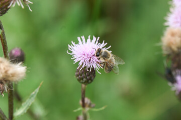 ape api miele fiori 