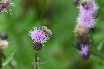 ape fiore miele macro naturalistica natura 