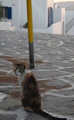 Griechische Katze auf Paros