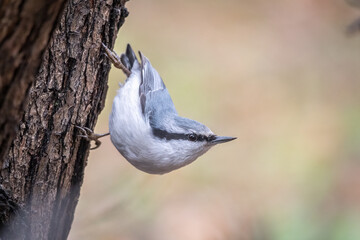 Eurasian nuthatch or wood nuthatch, lat. Sitta europaea, sitting on a tree trunk with a blurred background.