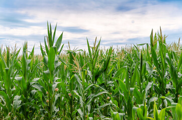 Fototapeta premium Agricultural field with corn