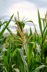 Agricultural field with corn