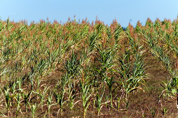 Agricultural field with corn