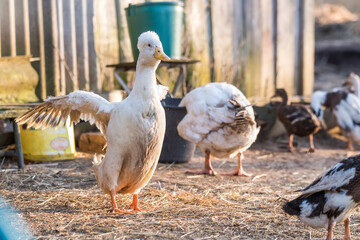 Group of geese walking around yard and garden