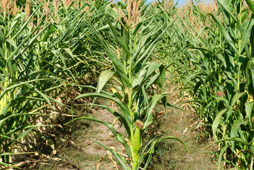 Agricultural field with corn