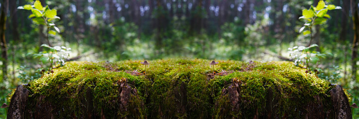Green moss on a stump on a blurred forest background. Product display. Free space for design and montage. Natural cosmetics concept. Wide banner. Website header. Wildness, ecology, freshness, fresh. - Powered by Adobe