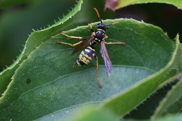 Wespe auf Kiwiblatt