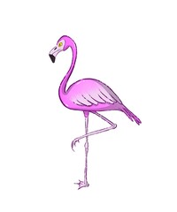Flamingo