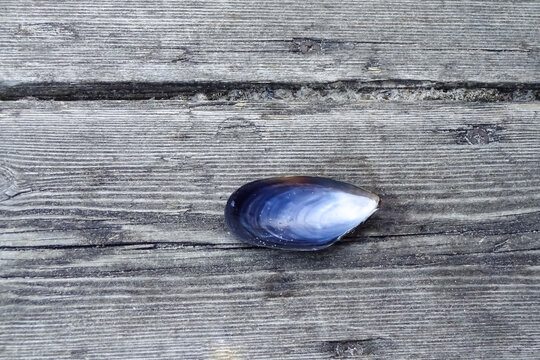 A half of open dark blue mussel shell lies on rough old wood sandy background.