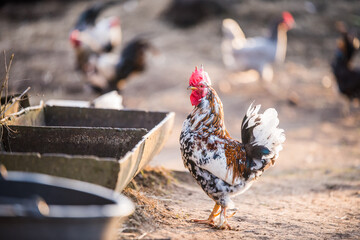The village hen eats grain in the trough