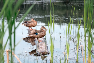 Flock of wild mallard ducks sit on log floating in the lake water among the reeds