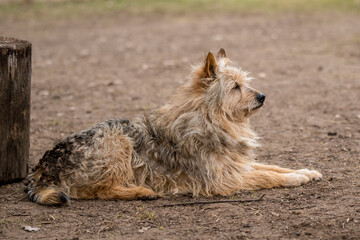 Fototapeta premium Homeless dog guards old house in the village