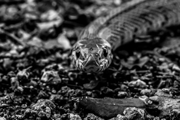 Serpiente blanco y negro
