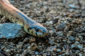 Serpiente blanco y negro
