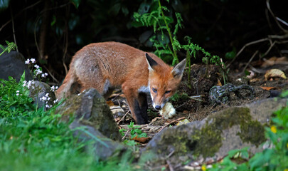 Naklejka na ściany i meble Urban fox cubs exploring a garden