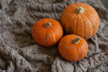 Three orange pumpkins on knitted cozy background - halloween decor