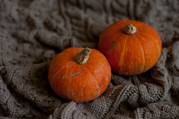 Ripe orange pumpkins on knitted cozy background - halloween decor
