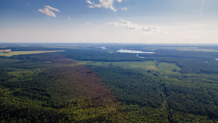 Fototapeta premium Pine forest from a height. Aerial drone view over a lush green pine forest. Nature concept.