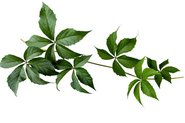 Parthenocissus twig with green leaves isolated on white