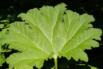 Gunnera manicata, known as Brazilian giant-rhubarb or giant rhubarb. Gunneraceae family
